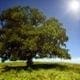 A majestic oak tree stands tall amidst a serene grassy field, evoking thoughts on the passage of time.